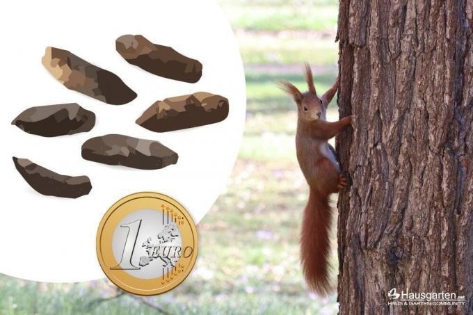 Identificeer de uitwerpselen van eekhoorns