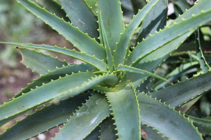 Cape aloe, Aloe ferox