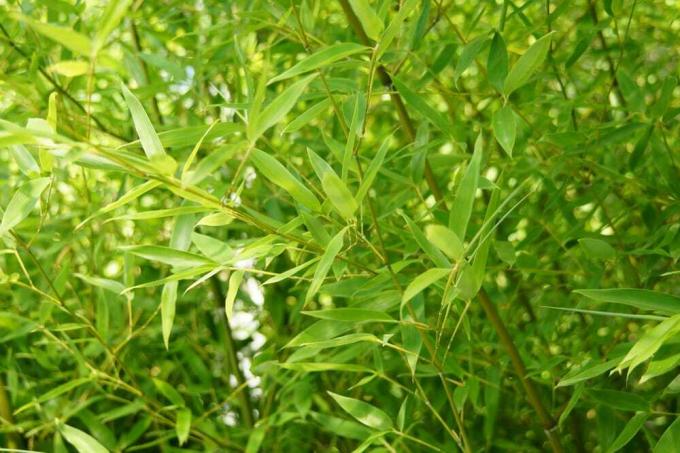 Bambù - Bambusoideae