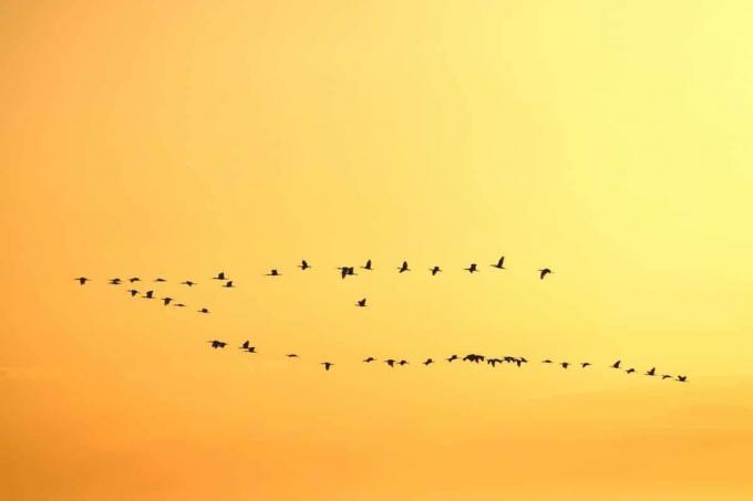 păsări migratoare zburătoare în formațiune V