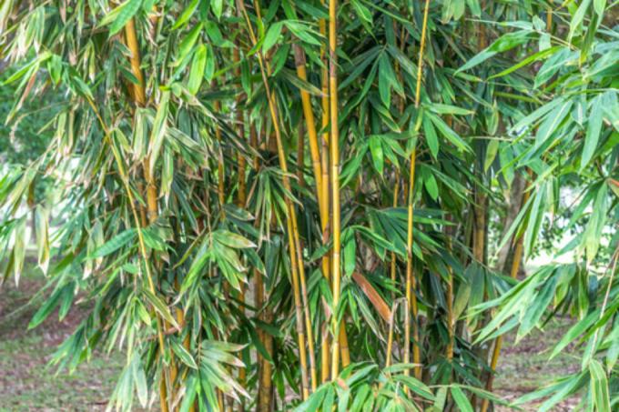 бамбук желтые листья
