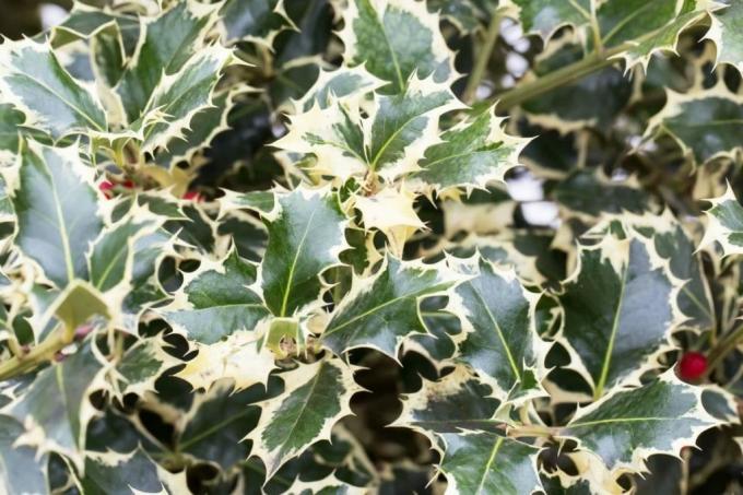 Holly 'Silverqueen' (Ilex aquifolium), αειθαλείς θάμνοι