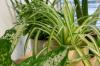 10 solelskende potteplanter