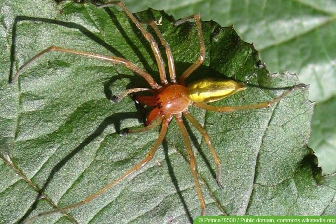 Tŕňový prstový pavúk - Cheiracanthium punctorium