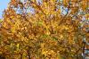 Pohon kenari: 6 mengenali dan memerangi penyakit dan hama