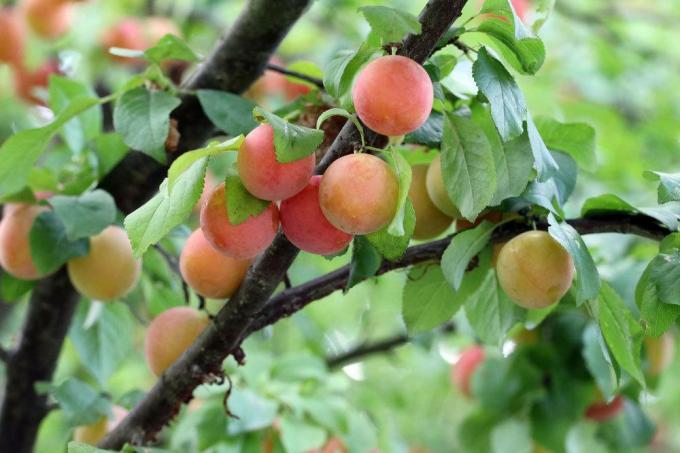 Mirabelle, meyve ağaçları