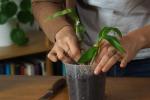 Propagarea orhideelor: instrucțiuni video și sfaturi