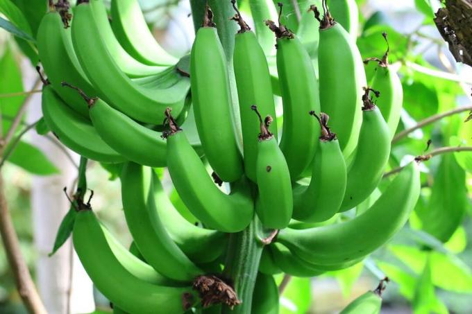 Μπανάνα - Musa basjoo