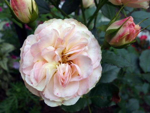 Angleška vrtnica Shropshire Lad