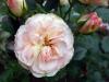 Mawar Inggris: 15 varietas terindah