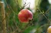 Granátové jablko prezimujte v 5 krokoch