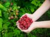 10 tips untuk raspberry rumahan yang lezat