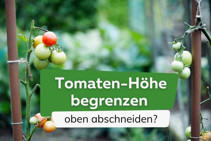 Batasi tinggi tomat: potong di bagian atas?