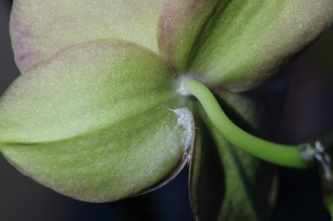 Pests, here mealybugs and mealybugs, on orchids