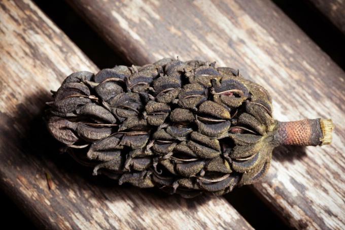 καφέ σπόροι μανόλιας σε ξύλο