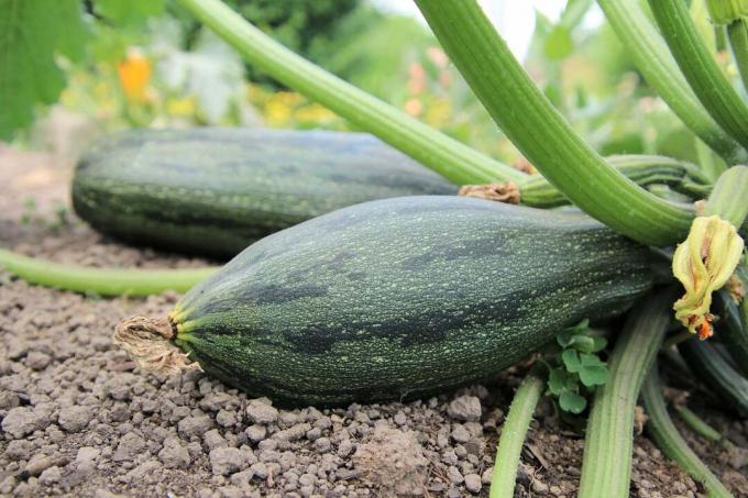 courgette fruit