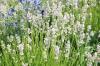 Baltosios levandos, Lavandula angustifolia: priežiūra nuo A iki Z