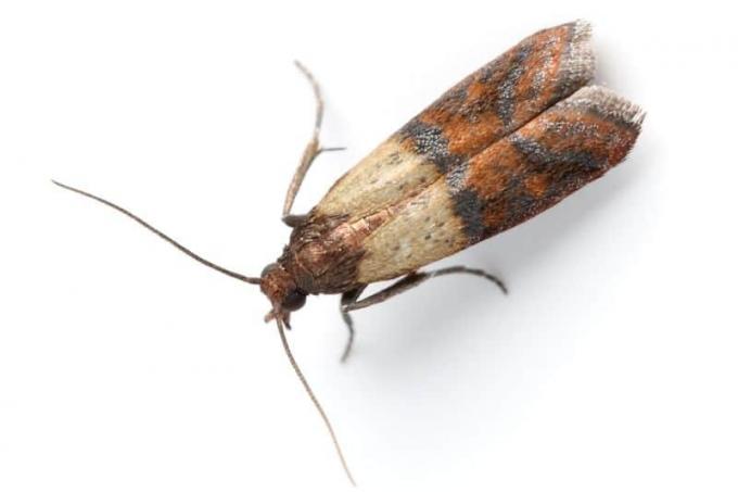 Meal moths (Ephestia kuehniella)