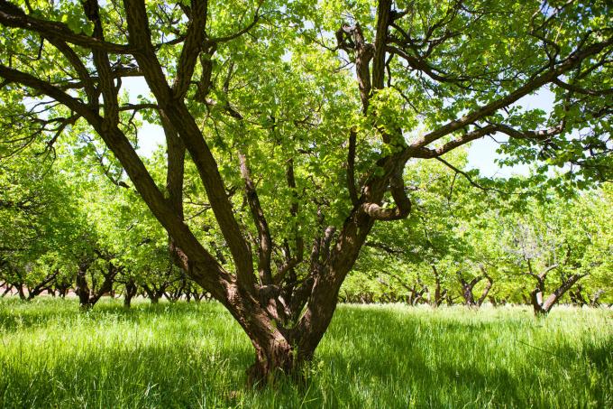 životnost meruňkového stromu