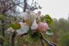 ვაშლის ხის ყვავილობა ზამთარში
