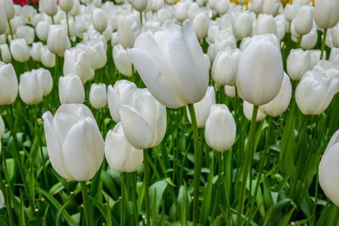 white tulips (tulipa)