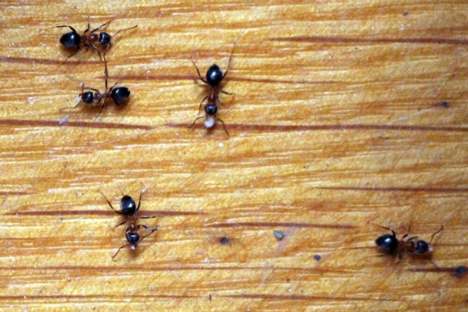 maur i huset