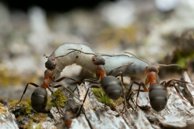 mangiare le formiche di legno