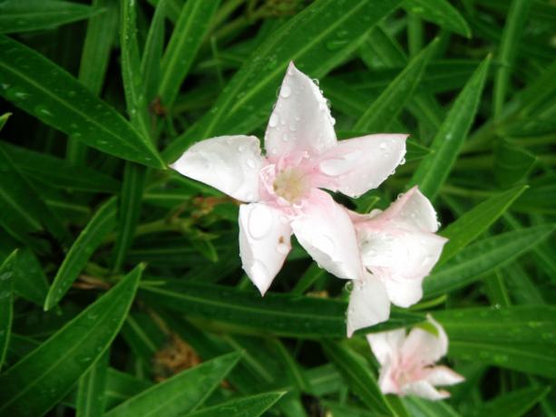 Oleandr květina s kapkami vody