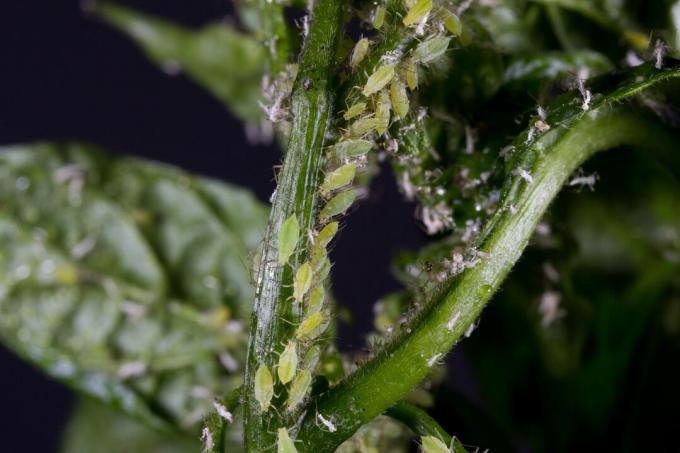 Aphids on a chilli