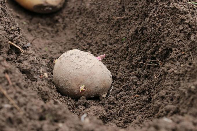ziemniak w glebie