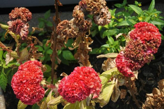 withered Celosia flowers