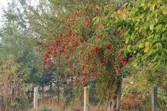 प्रॉपर्टी लाइन पर सेब का पेड़