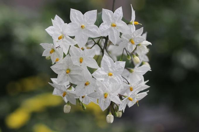 Plantă agățată pentru balconul însorit: mărunțișă cu flori de iasomie (Solanum jasminoides)