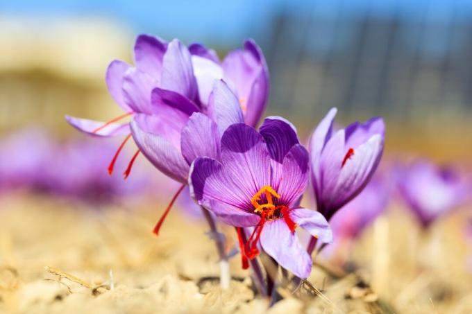 Saffron flowers in a sunny location
