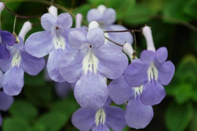 Violetta africana (Streptocarpus saxorum)