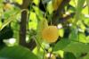 Листата на лимоновото дърво се навиват: какво да правя? 4 възможни решения