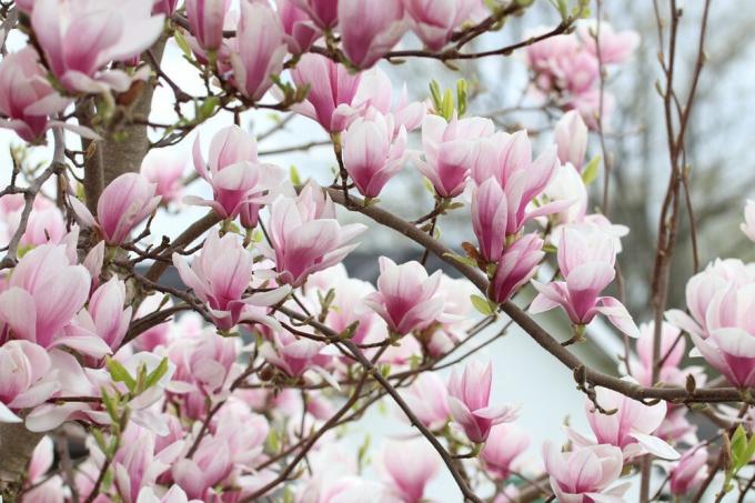 Tulipan magnolia Magnolia soulangiana er en kalkfølsom plante