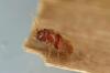 חיפושיות טבק: מראה, נזק ושליטה - Plantura