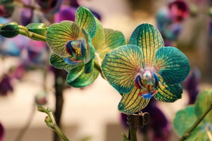 orquídea cultivadora azul