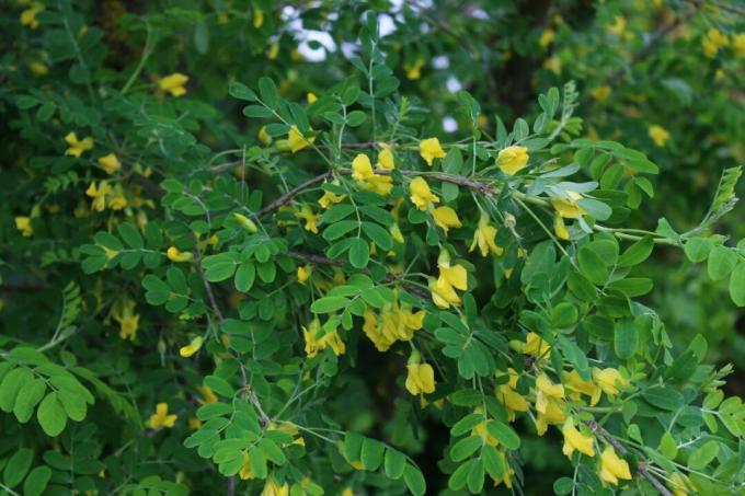 Bladder bush with green shoot tips