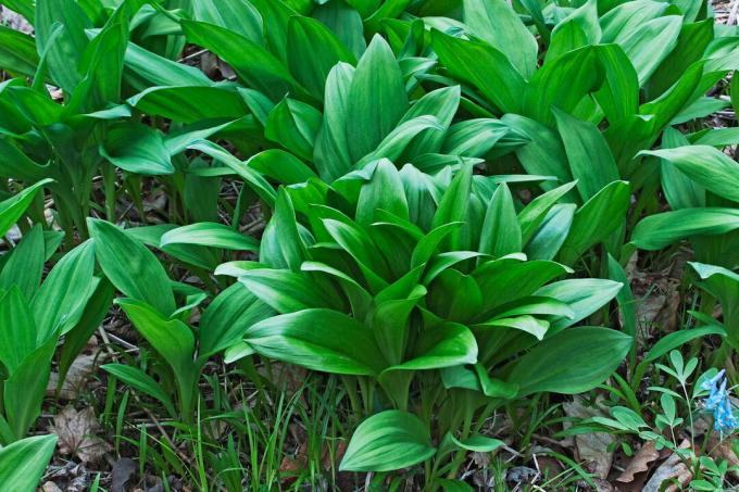 Wild garlic plants in the bed