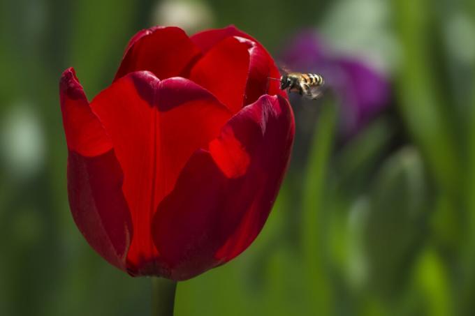 tulipánové včely