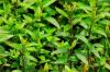 Peppermynte: Tips for dyrking i din egen hage
