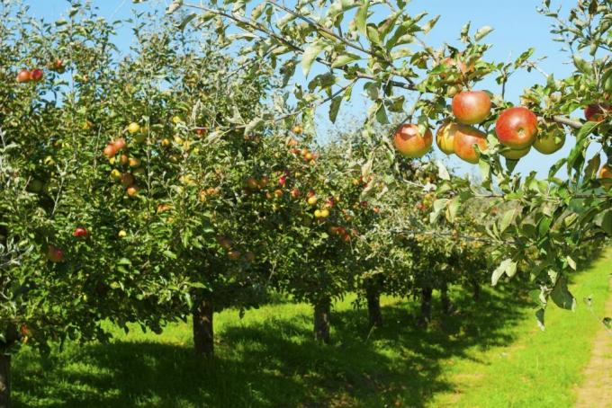 जोनागोर्ड किस्म के सेब के पेड़