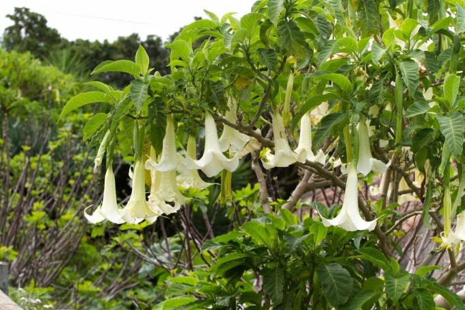 Belo cvetoča Brugmansia arborea