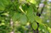 Espèces d'arbres à feuilles caduques en Allemagne: aperçu par A