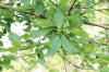 Pohon poplar, Populus: pertumbuhan, penanaman, dan perawatan ABC