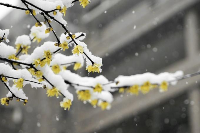 dzelteni ziedi sniegā