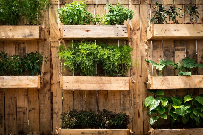 vertically planted herbs