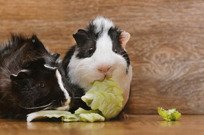 Doi cobai mănâncă frunze de salată